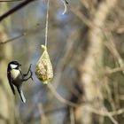 Kohlmeise im Landeanflug