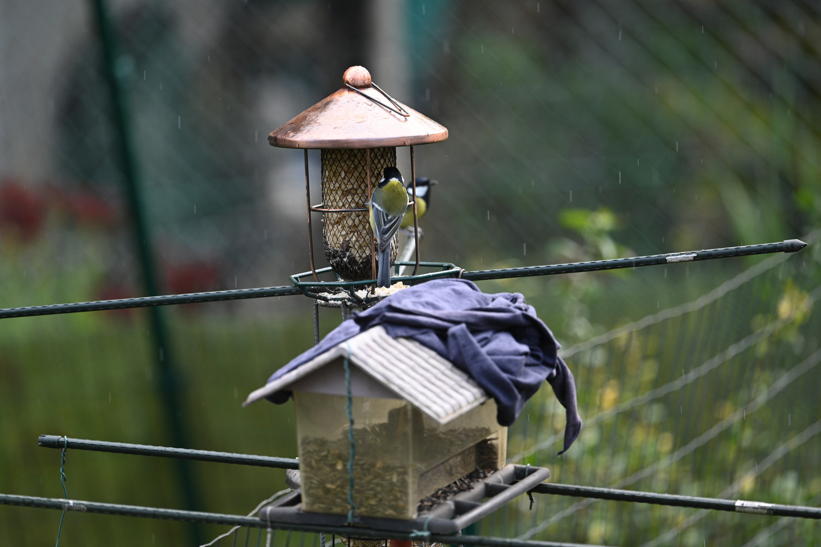 Kohlmeise im Regen 04 26.10.2023 