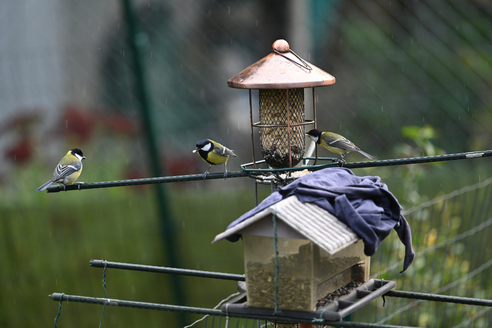 Kohlmeise im Regen 05 26.10.2023