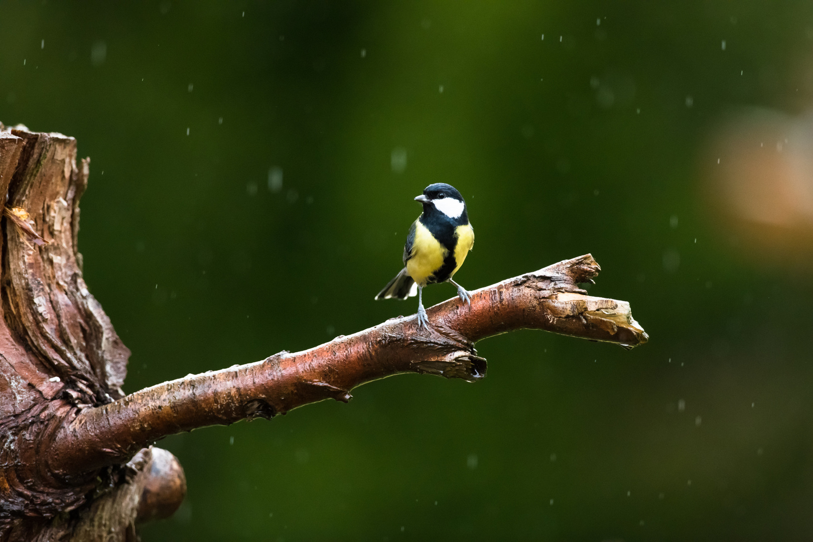 Kohlmeise im Regen