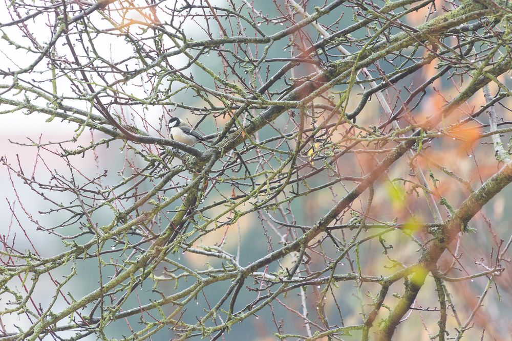 Kohlmeise im Regen