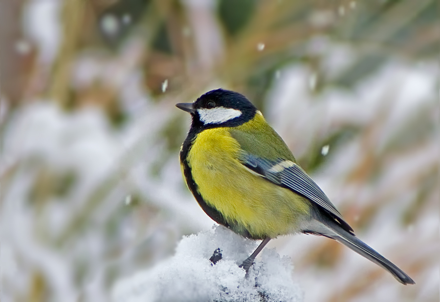 Kohlmeise im Schnee