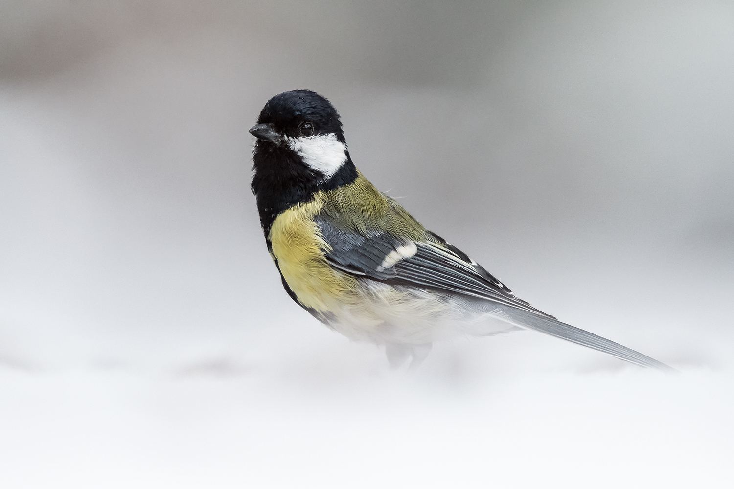 Kohlmeise im Schnee