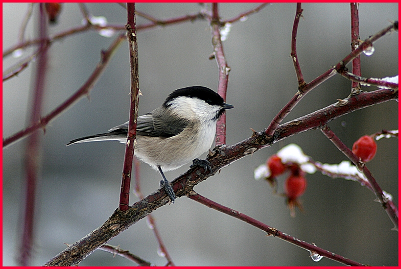 Kohlmeise im Schnee