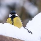 Kohlmeise im Schnee