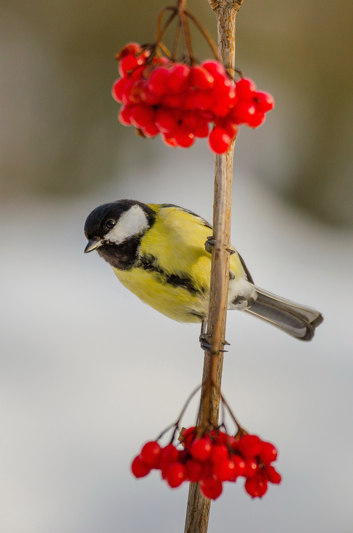 Kohlmeise im Schneeballstrauch