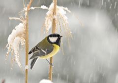 Kohlmeise im Schneegestöber