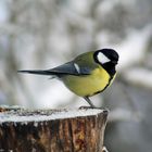 Kohlmeise im Schwenninger Moos