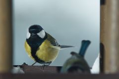 Kohlmeise im Vogelhäuschen