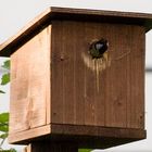 Kohlmeise im Vogelhaus in unserem Garten