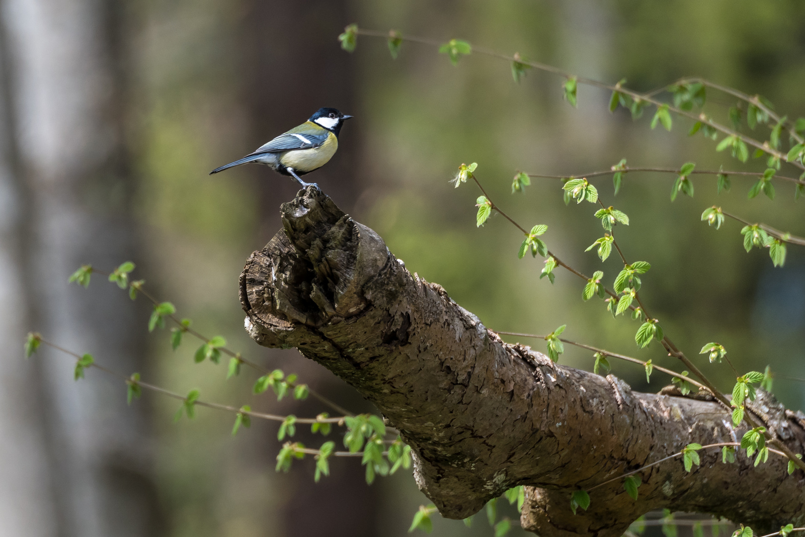 Kohlmeise im Wald