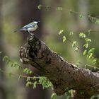 Kohlmeise im Wald