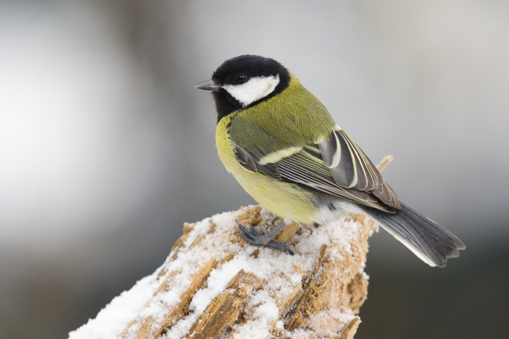 Kohlmeise im Winter