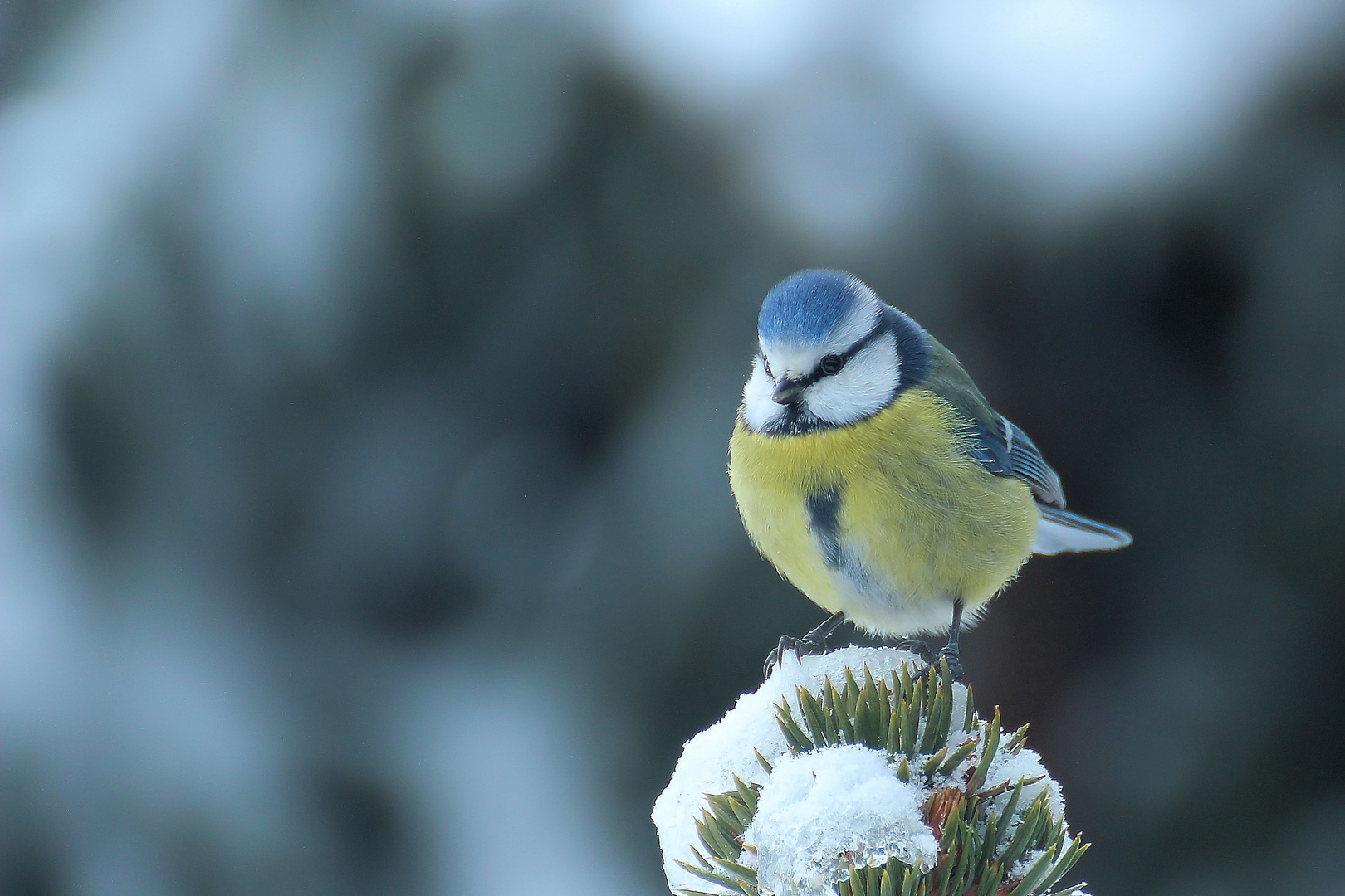 Kohlmeise im Winter Foto & Bild | tiere, wildlife, wild lebende vögel
