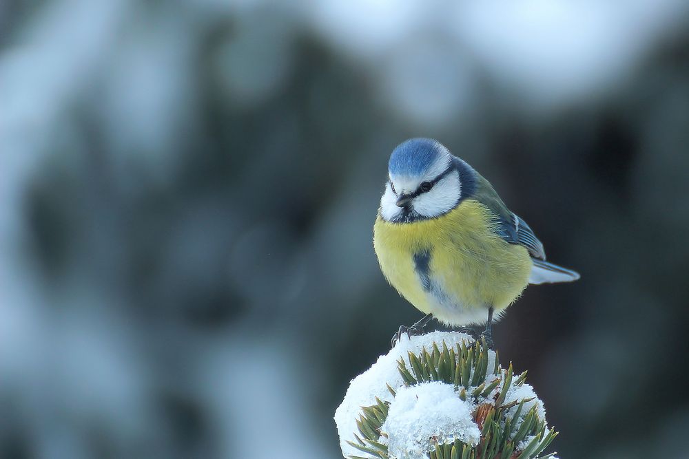 Kohlmeise im Winter Foto & Bild | tiere, wildlife, wild lebende vögel