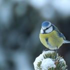 Kohlmeise im Winter