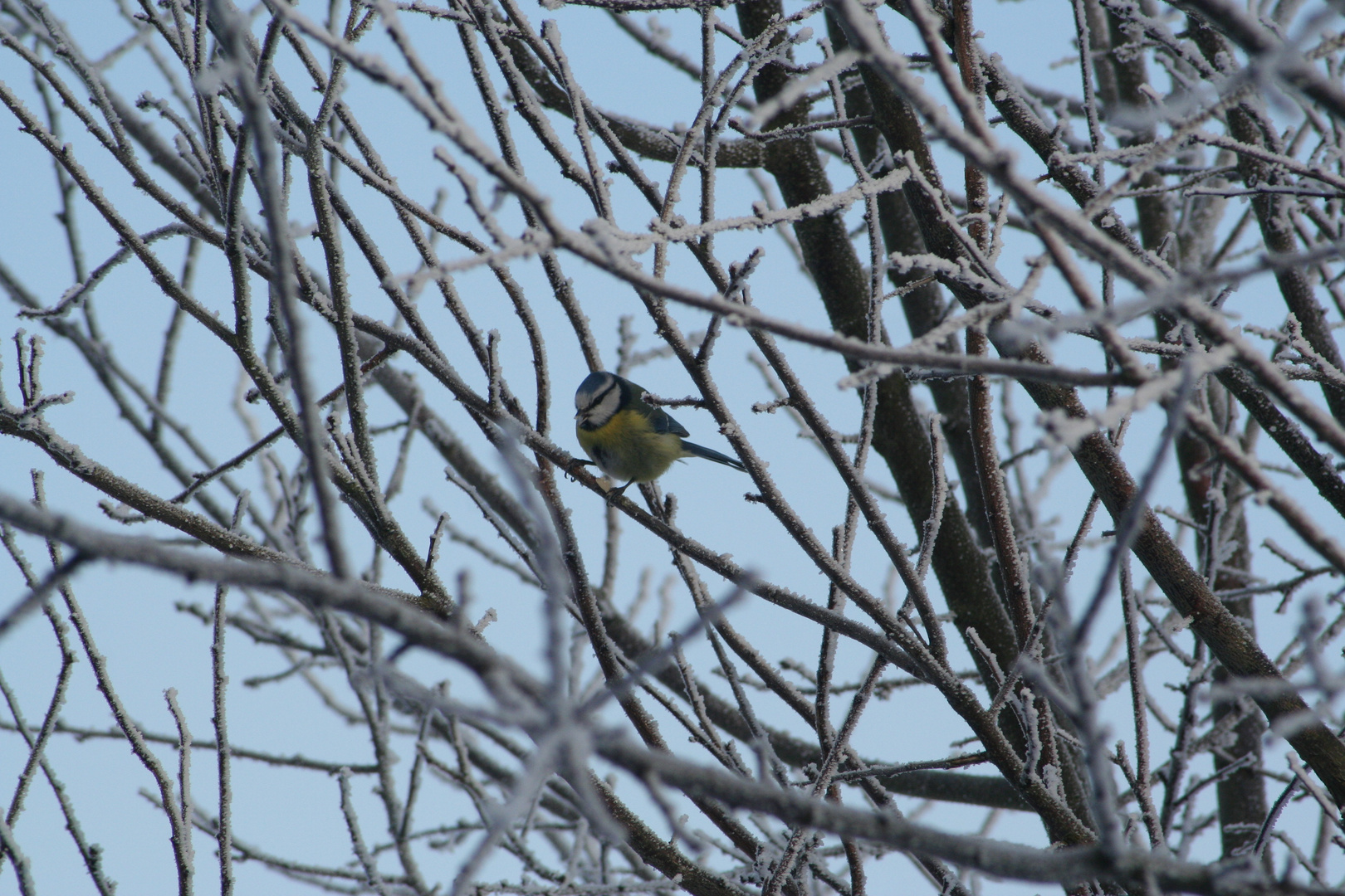 Kohlmeise im Winter