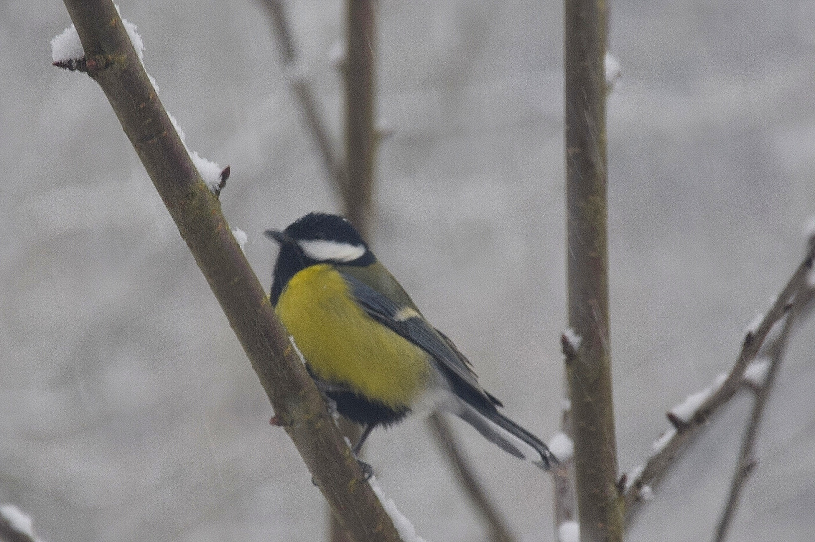 kohlmeise im winter