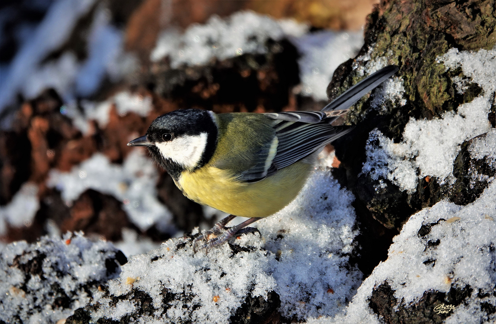 Kohlmeise in der Wintersonne