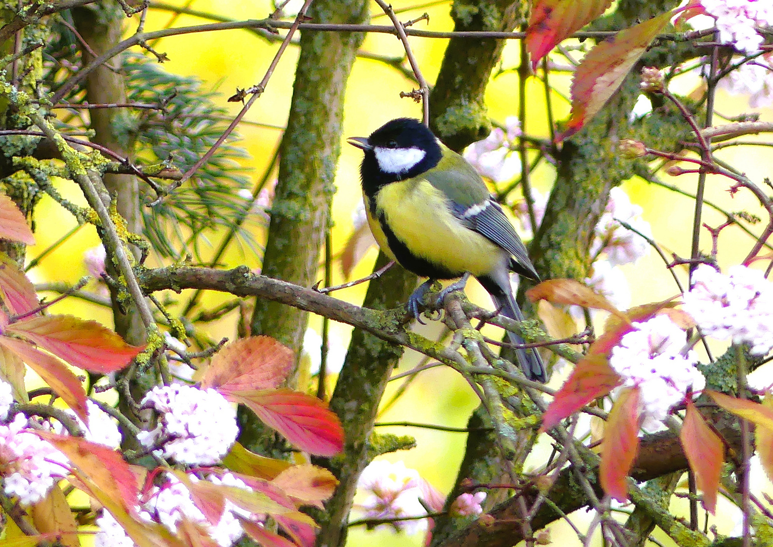 Kohlmeise in ihrem Busch, der sowohl Nahrungsquelle (Insekten)