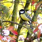 Kohlmeise in ihrem Busch, der sowohl Nahrungsquelle (Insekten)