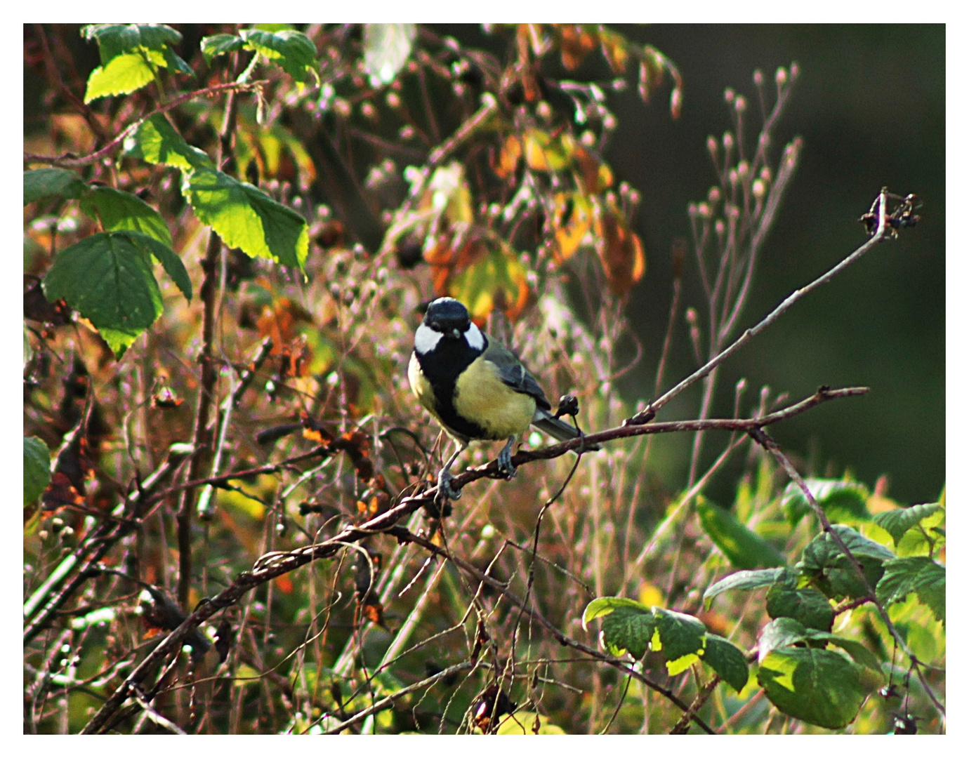 Kohlmeise in Nachbars Garten