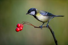 Kohlmeise in schönem Licht