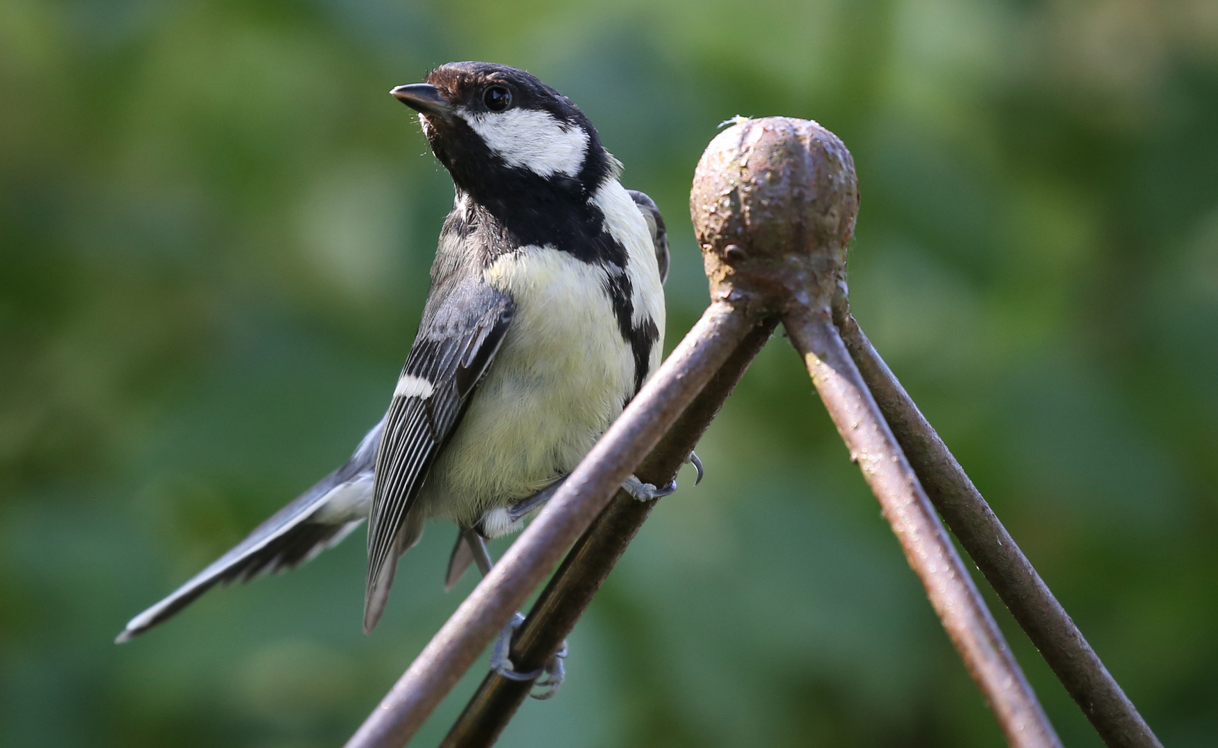 Kohlmeise in unserem Garten