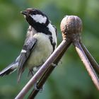 Kohlmeise in unserem Garten