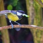 Kohlmeise in unseren Garten