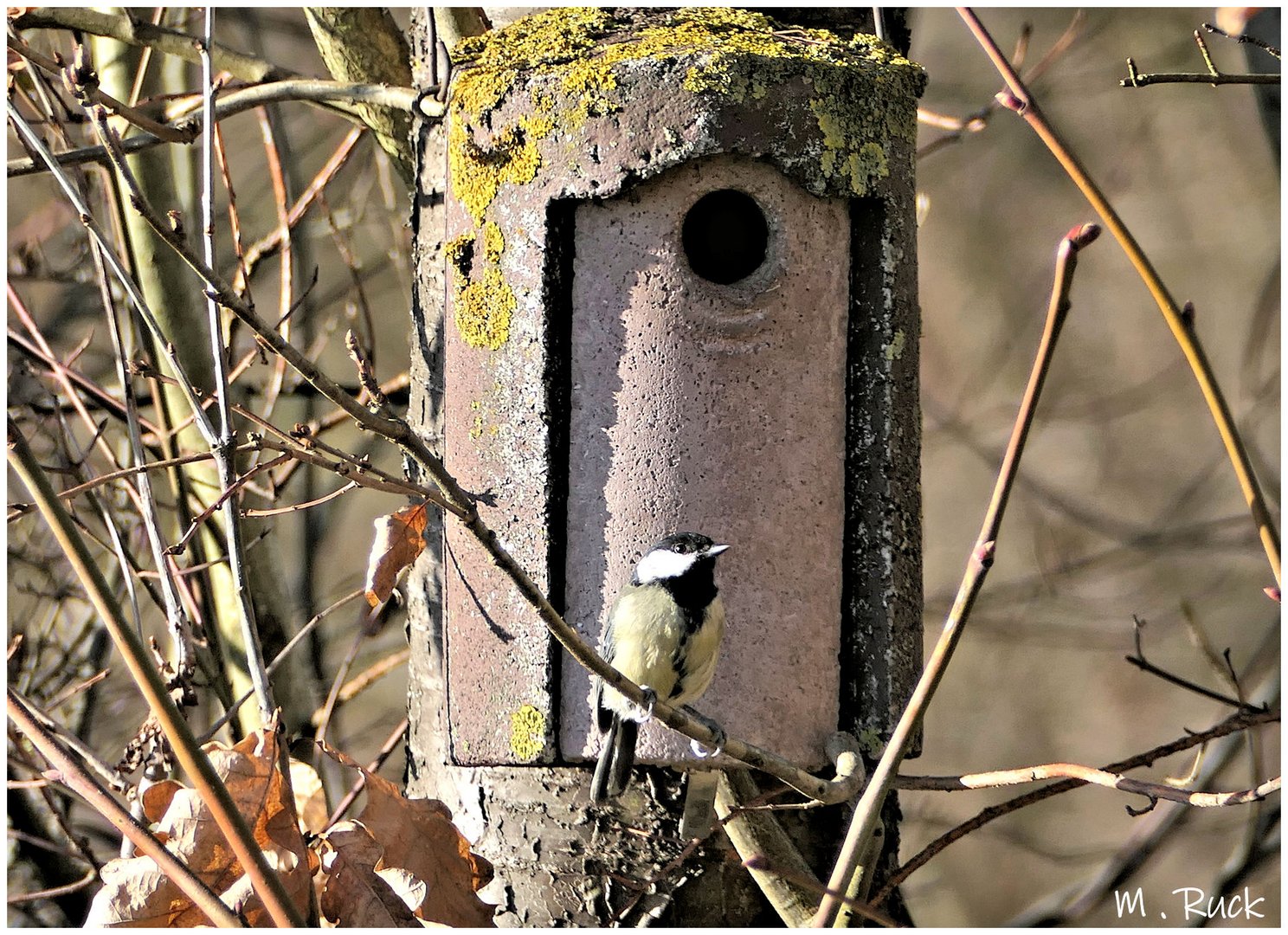 Kohlmeise in Wartestellung ,