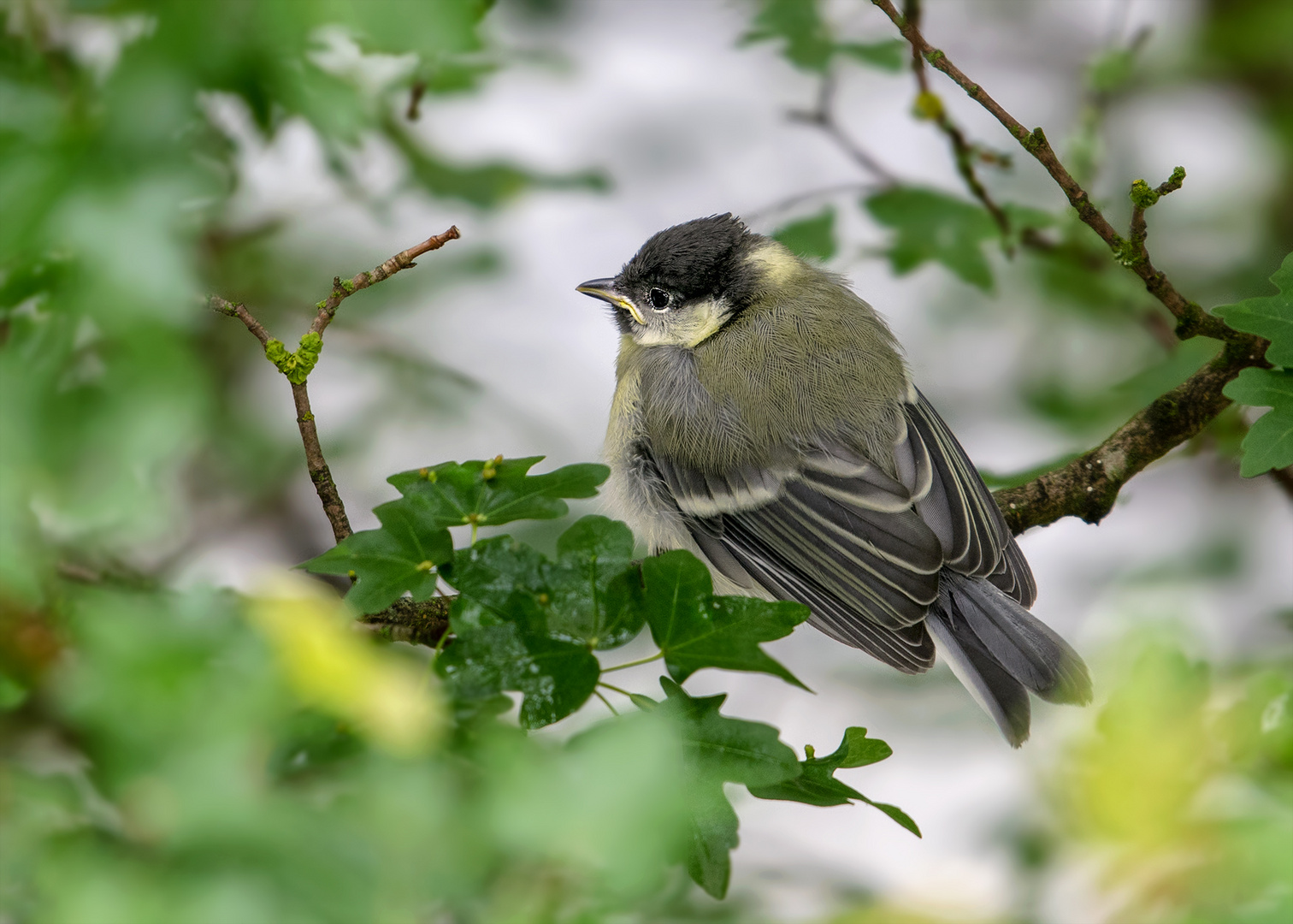 Kohlmeise - Jungvogel