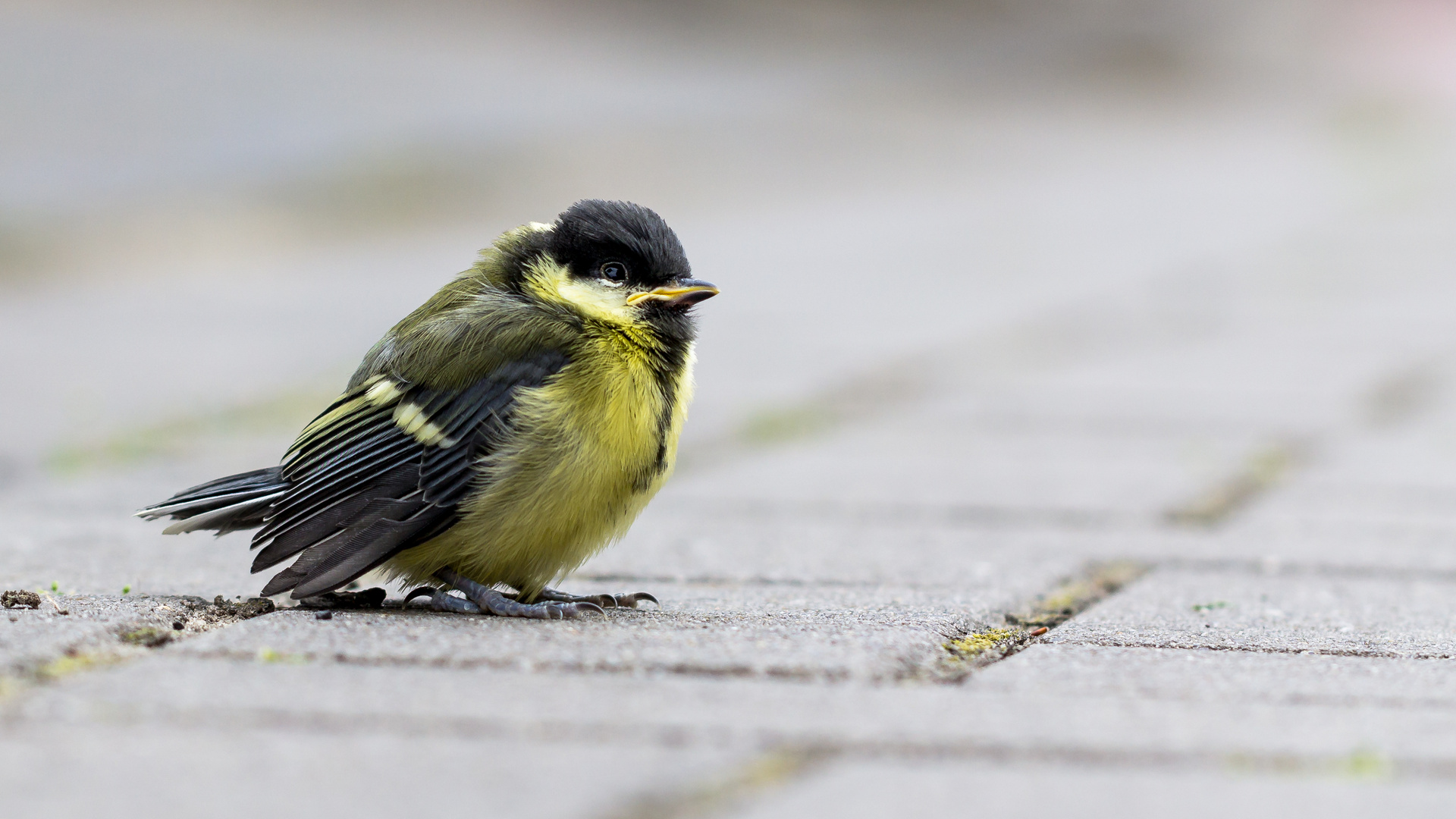 Kohlmeise Jungvogel