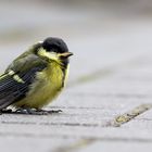 Kohlmeise Jungvogel