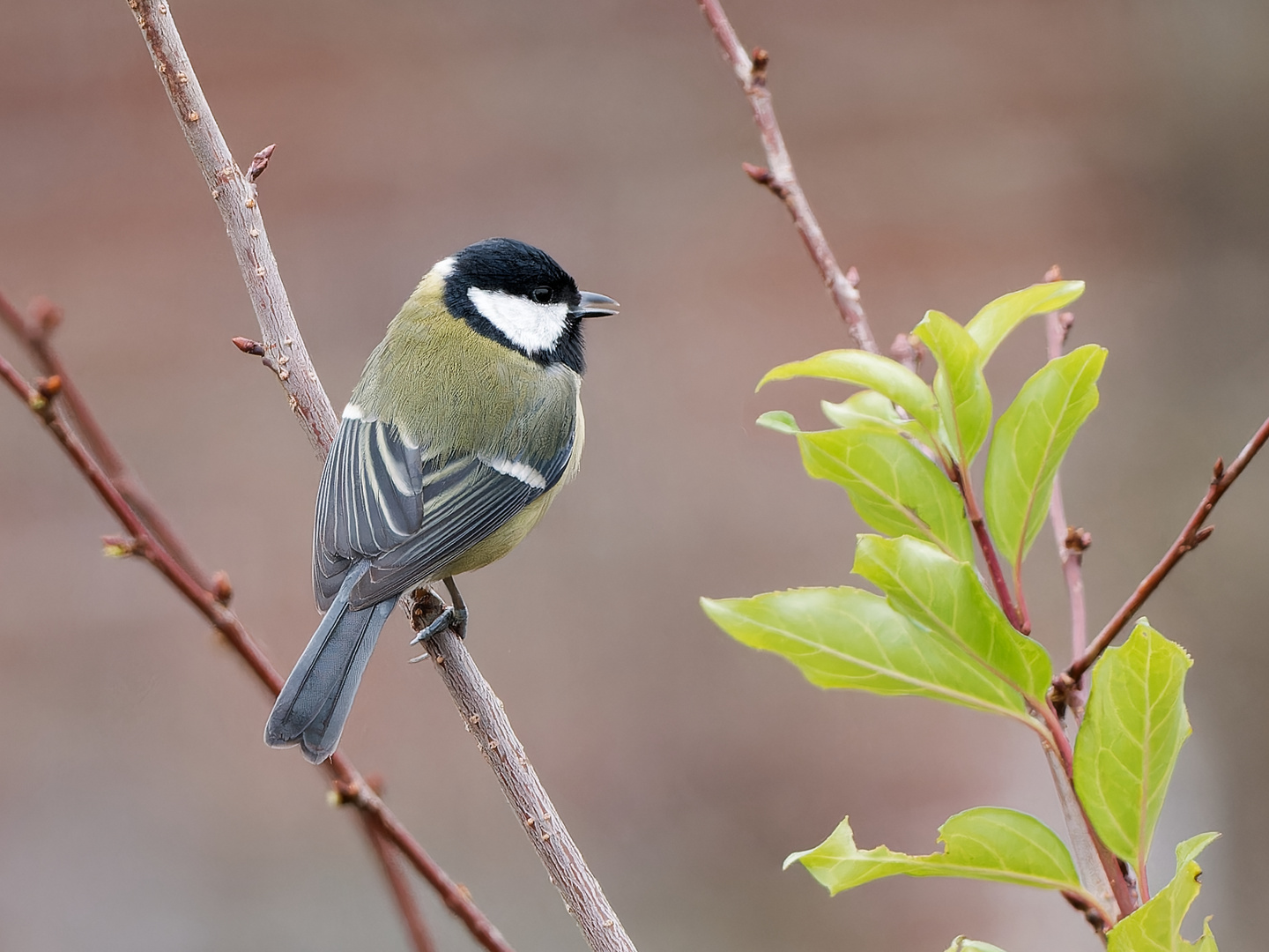 Kohlmeise - Konzert im Garten