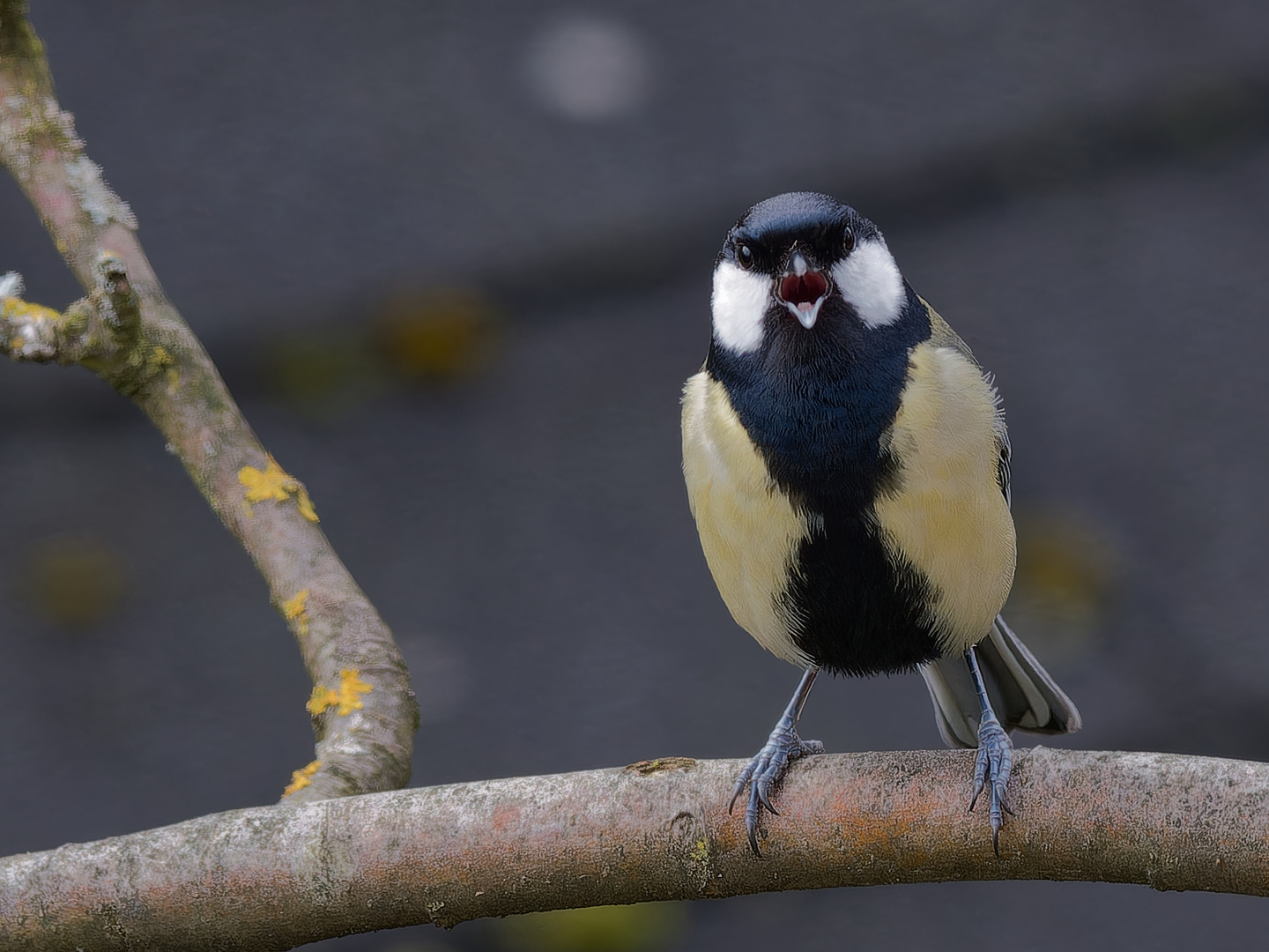 Kohlmeise - Konzert im Garten