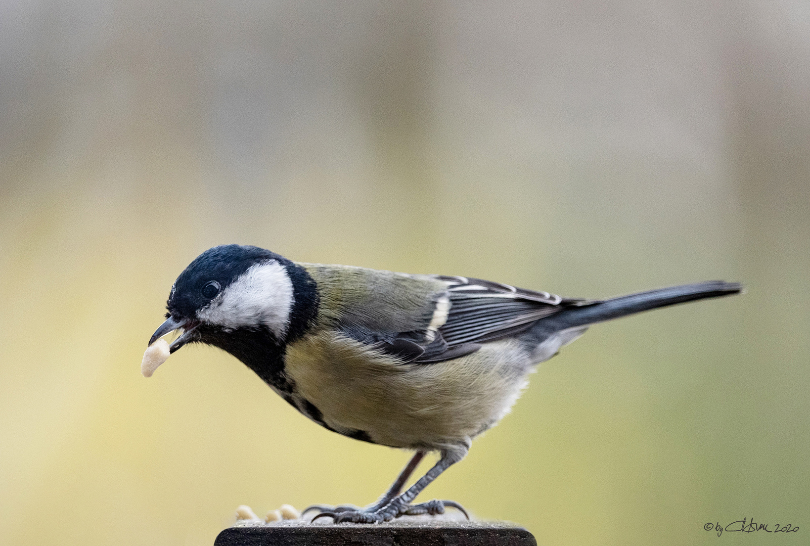 Kohlmeise - Mésange charbonnière