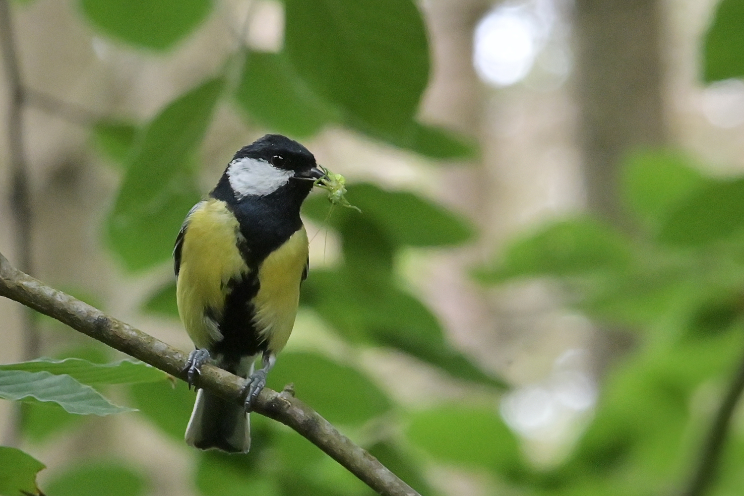 Kohlmeise -  mésange charbonnière