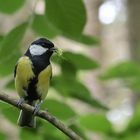 Kohlmeise -  mésange charbonnière