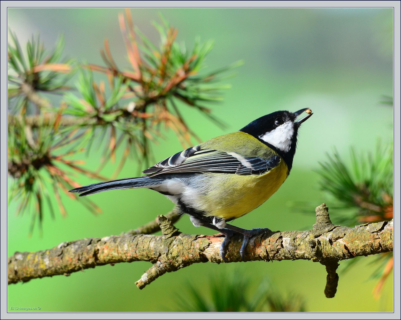 Kohlmeise / Mésange charbonnière / Parus major