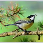 Kohlmeise / Mésange charbonnière / Parus major