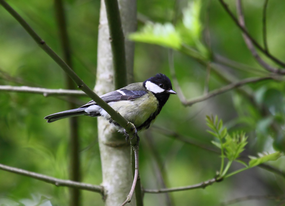 Kohlmeise mit dem neuen 100-400 L