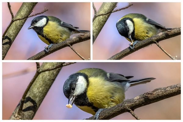 Kohlmeise mit Futter