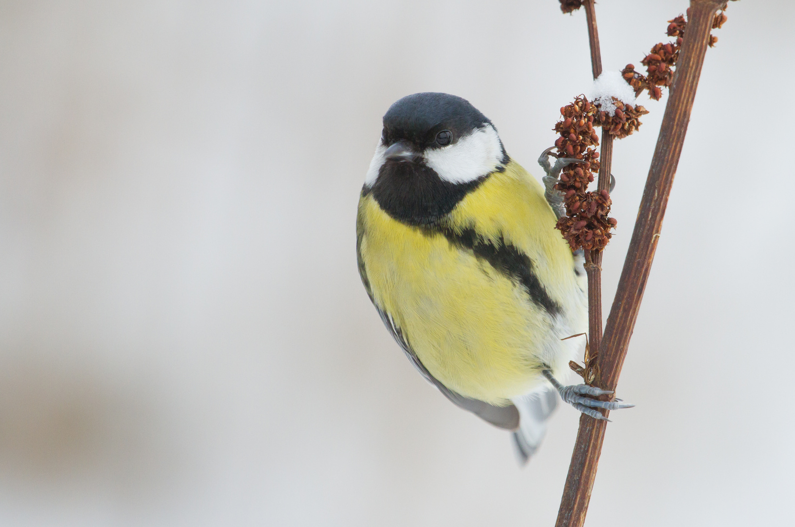 Kohlmeise mit Schnee