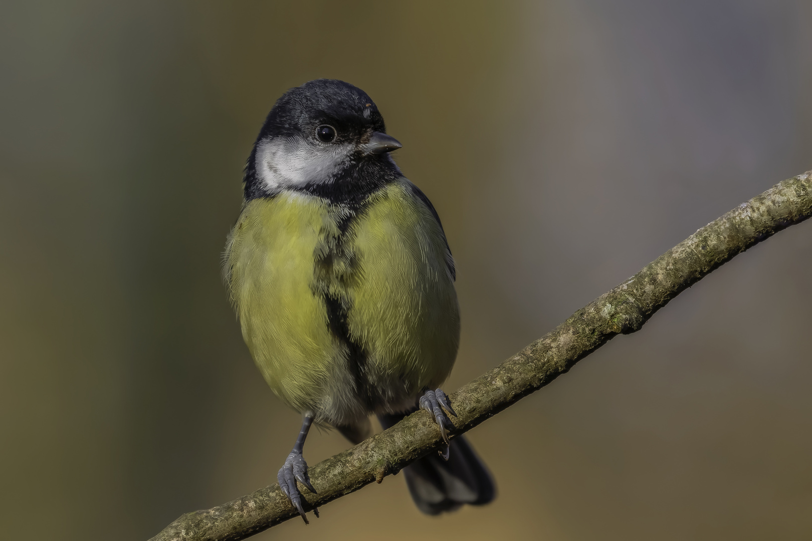 Kohlmeise (Parus major)