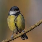 Kohlmeise (Parus major)