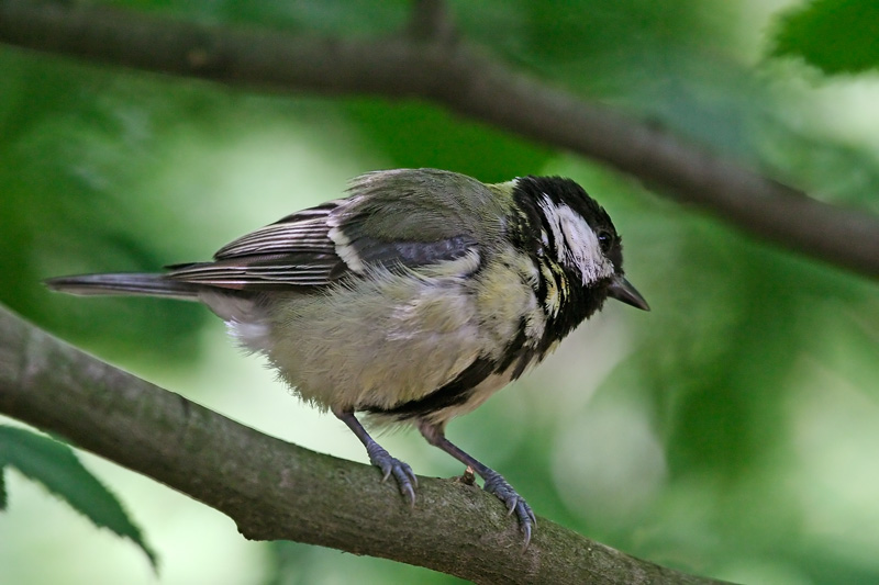 Kohlmeise (Parus major)