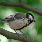 Kohlmeise (Parus major)