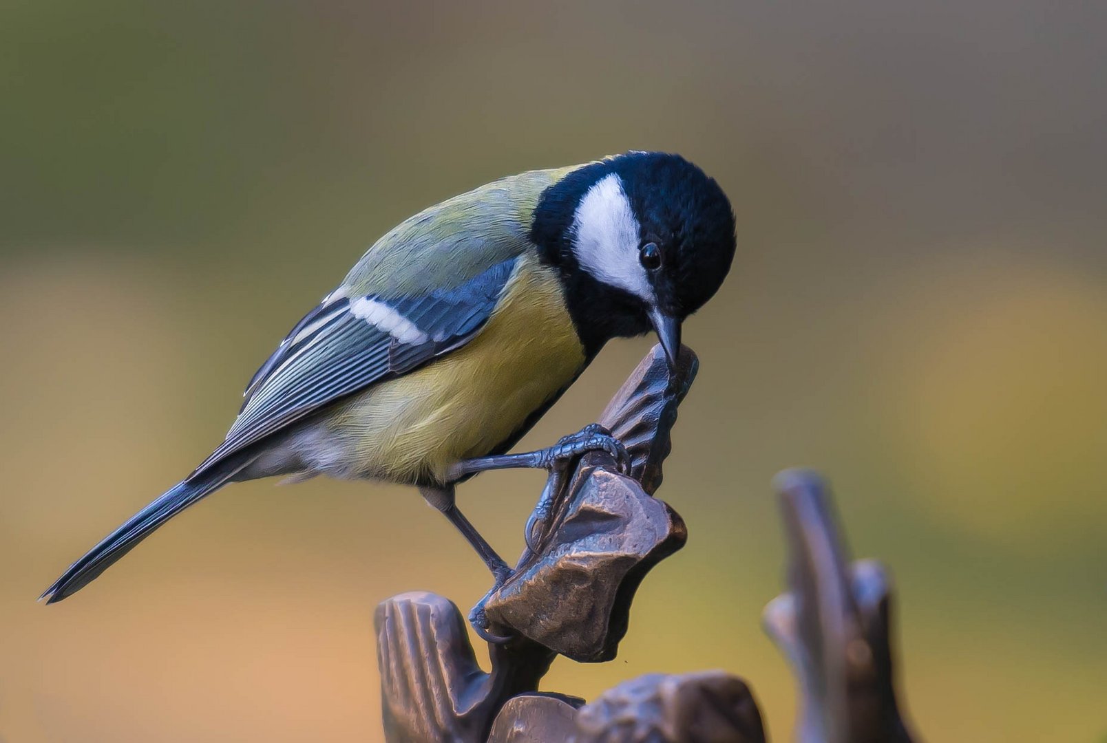 Kohlmeise (Parus major)