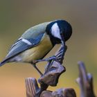 Kohlmeise (Parus major)